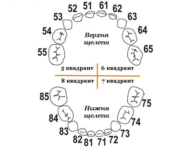 Нумерація дитячих зубів